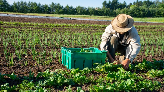 A farmer worker working in a vegetable field