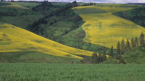 Photo of rapeseed and wheat in Walla Walla County, Washington