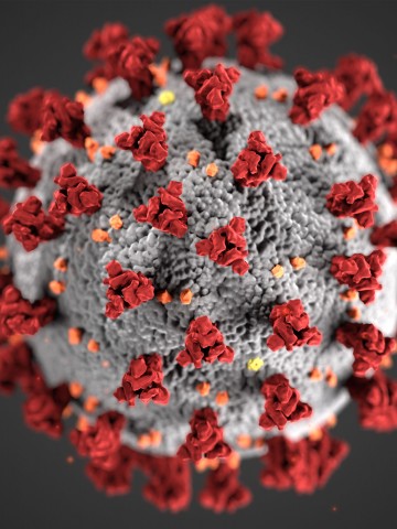 This illustration, created at the Centers for Disease Control and Prevention (CDC), reveals ultrastructural morphology exhibited by coronaviruses. Note the spikes that adorn the outer surface of the virus, which impart the look of a corona surrounding the