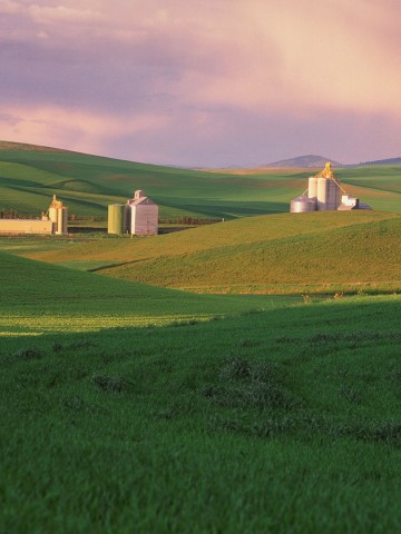 Image of lush green grain fields in foreground with a few white grain elevators in background
