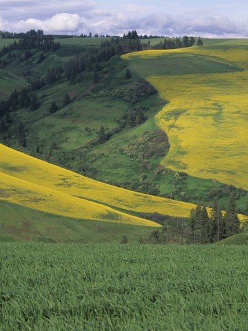 Photo of rapeseed and wheat in Walla Walla County, Washington
